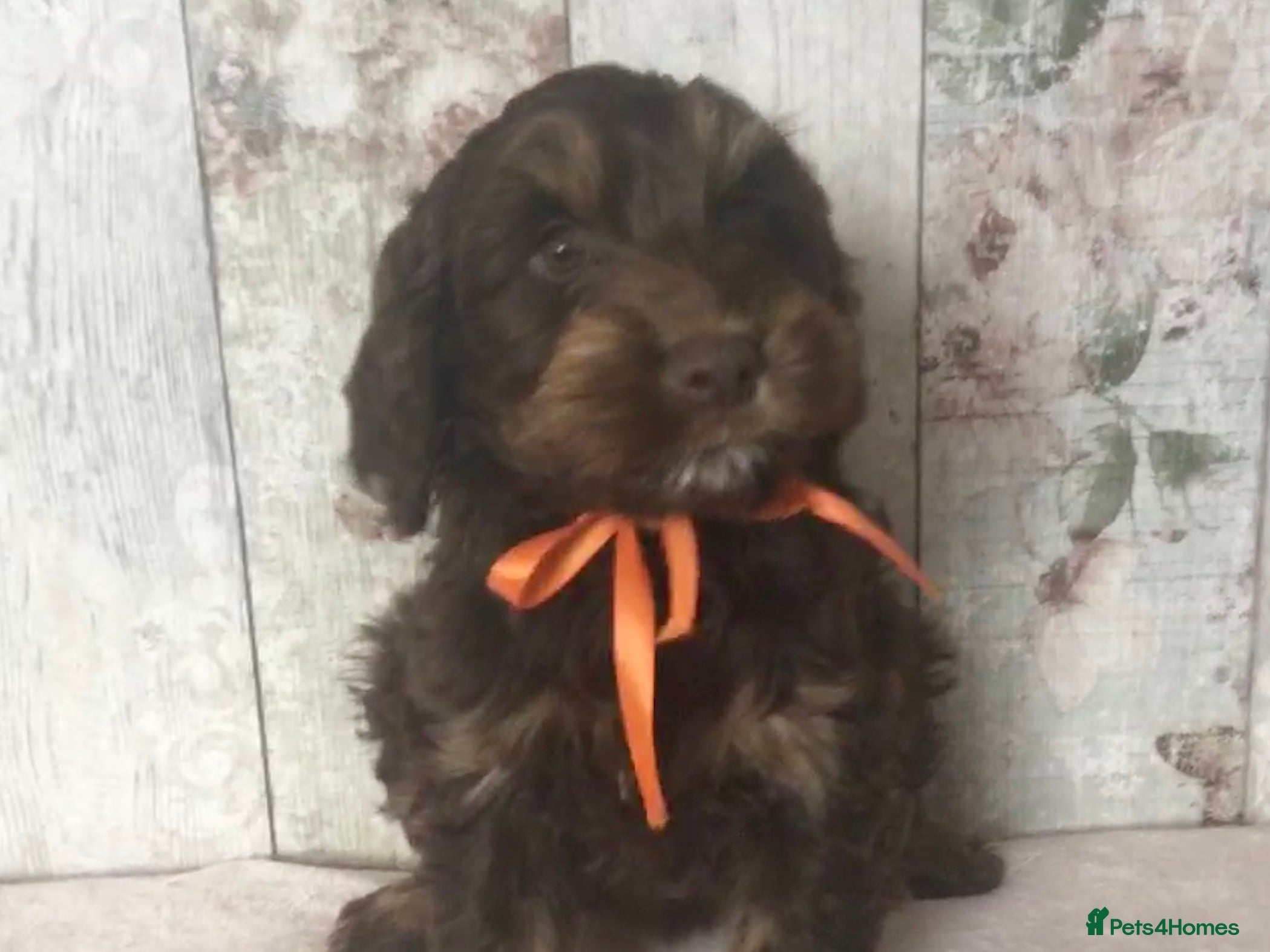 Mixed Breed dogs for sale: Mini Doodle x Cocker pups - Advert 10