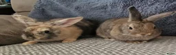 Mini Lion Lop rabbits for sale: Mini lion lops - Advert 6