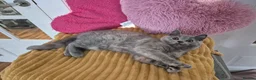 British Shorthair cats for sale:  Ready! GCCF parents with champions in line,BSH  - Advert 21