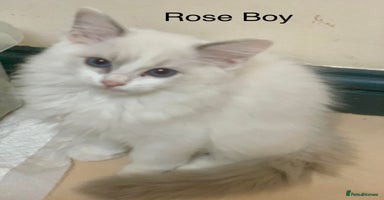 Ragdoll cats - Advert 7