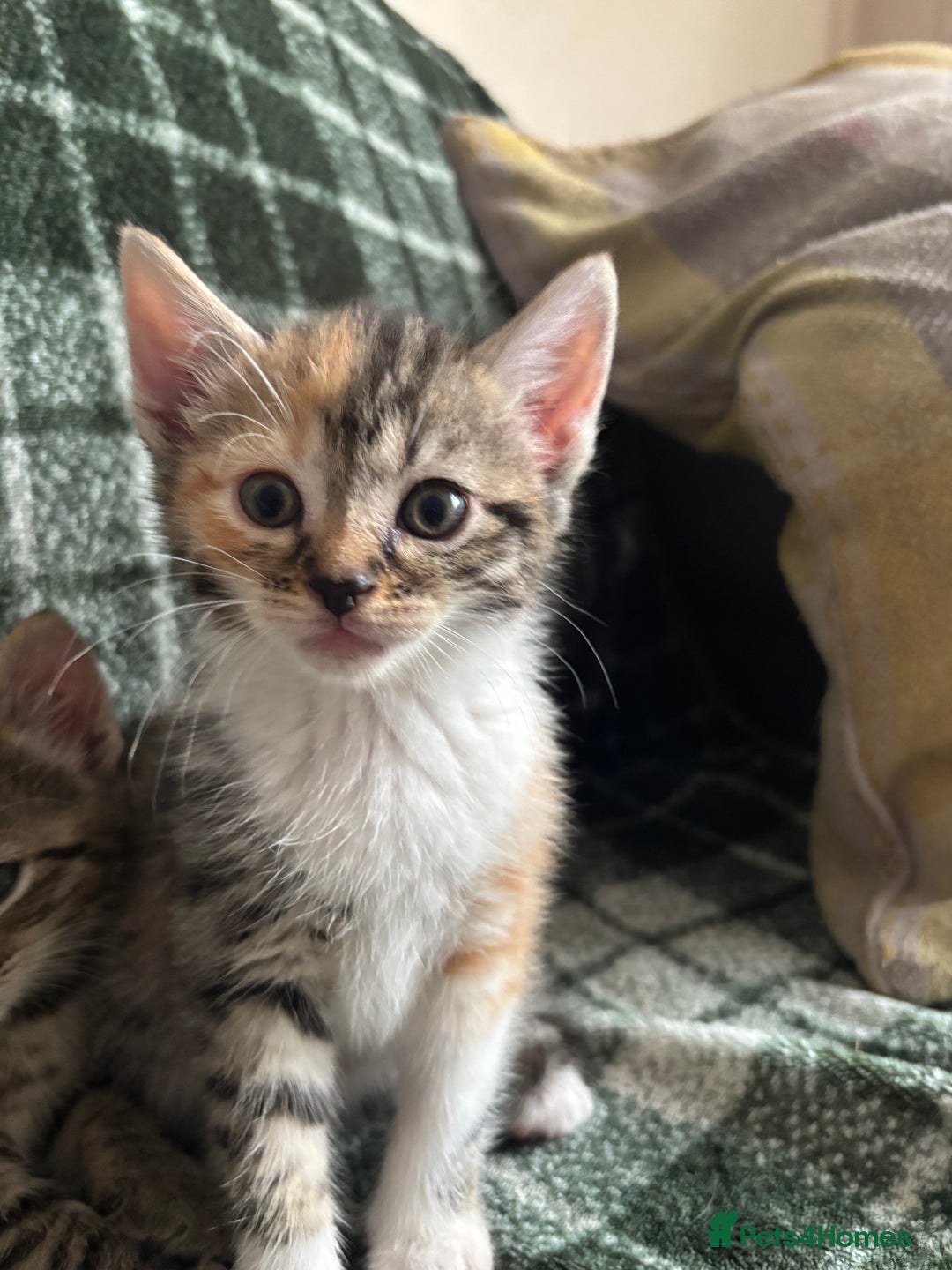 Domestic Shorthair cats for sale: Beautiful shorthair mixed colour kittens  - Image 7