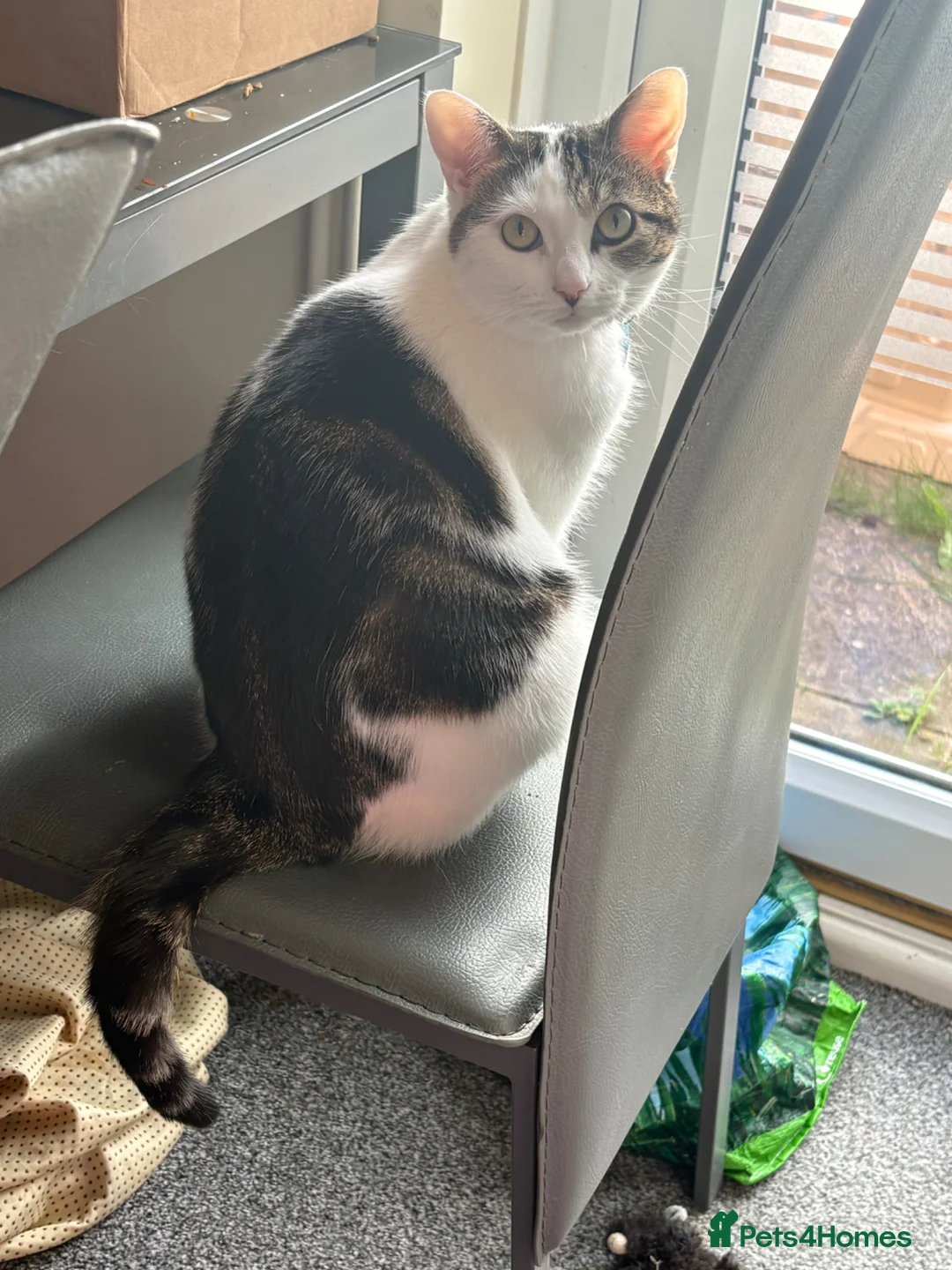 European cats for sale: Cat 2.5 years old - Advert 5