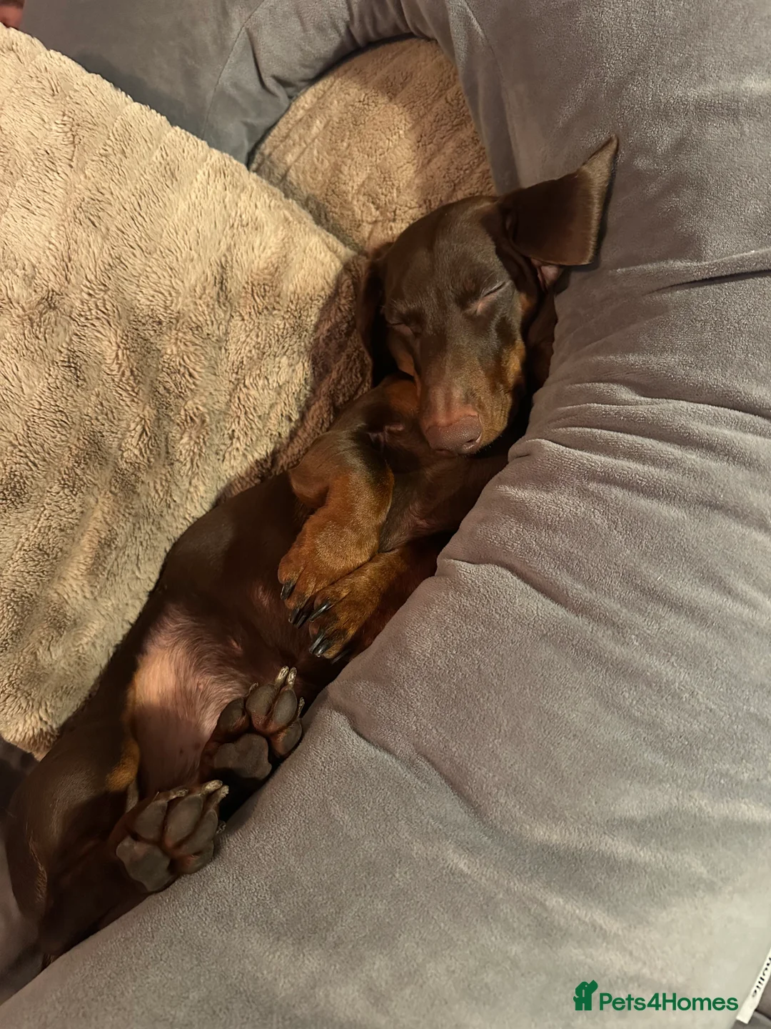 Dachshund dogs for sale: Male dachshund for sale  - Advert 4