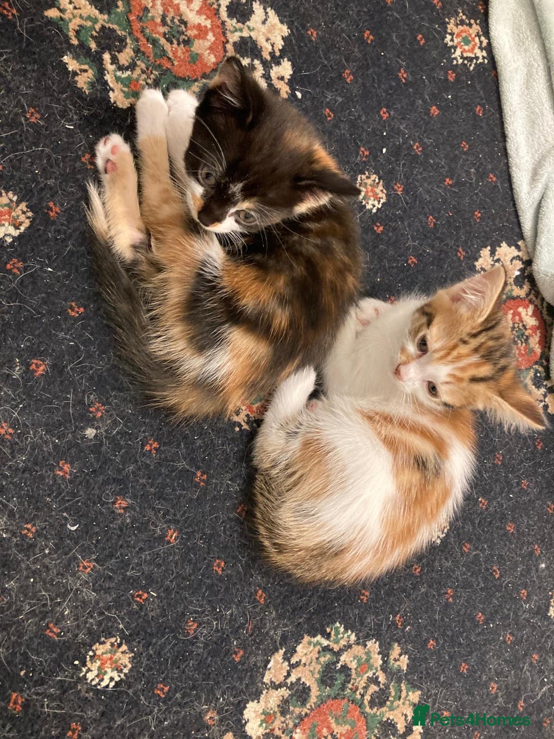 Mixed Breed cats for sale: Kittens ready now  - Advert 7