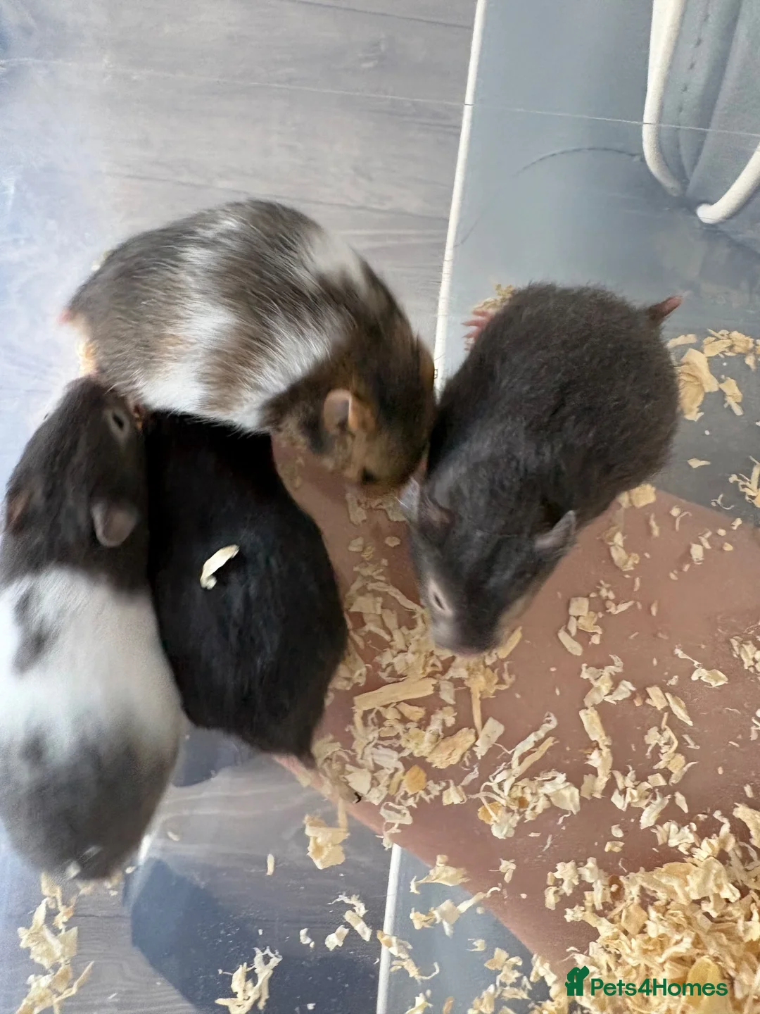 Hamster rodents for sale: Baby Syrian hamsters males & females in Huntingdon - Advert 2