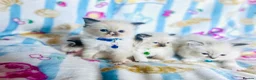 Ragdoll cats for sale: Gorgeous pure-bread ragdolls ( certificates+ docs) - Advert 24