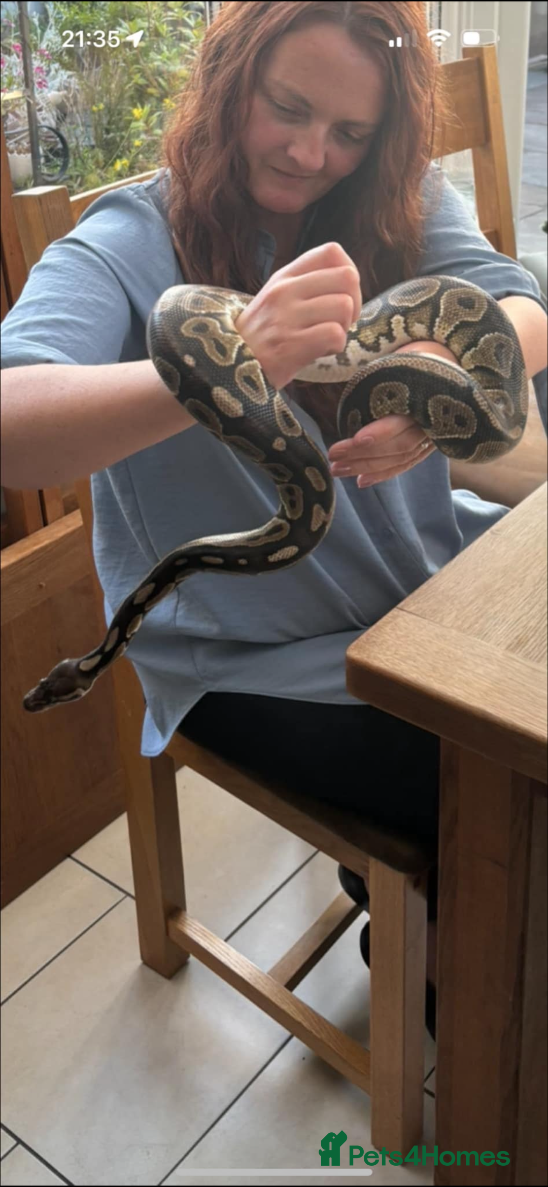 Python Snake reptiles for sale: Ball python  - Image 6