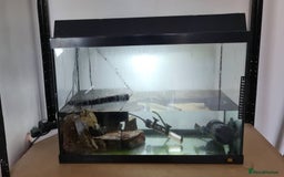 Turtle reptiles for sale: Turtle and setup - Image 4
