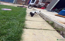 Jack Russell dogs for sale: ONE LAST GIRL READY NOW !!! Tiny Jack Russell - Image 6