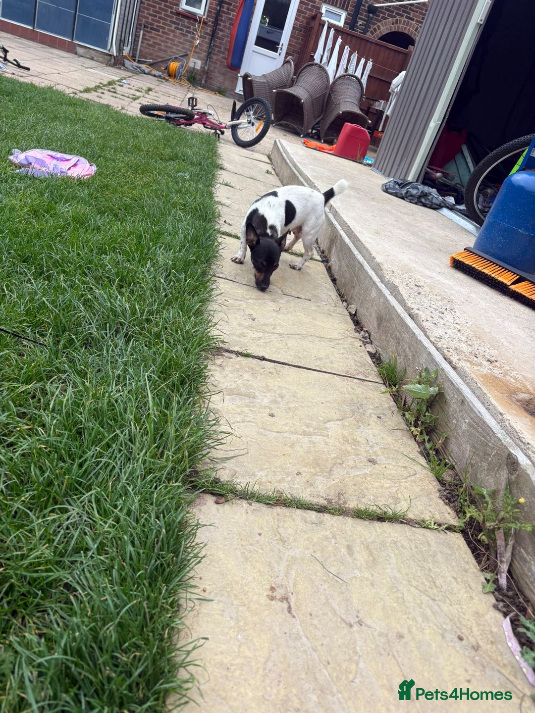 Jack Russell dogs for sale: ONE LAST GIRL READY NOW !!! Tiny Jack Russell - Image 6
