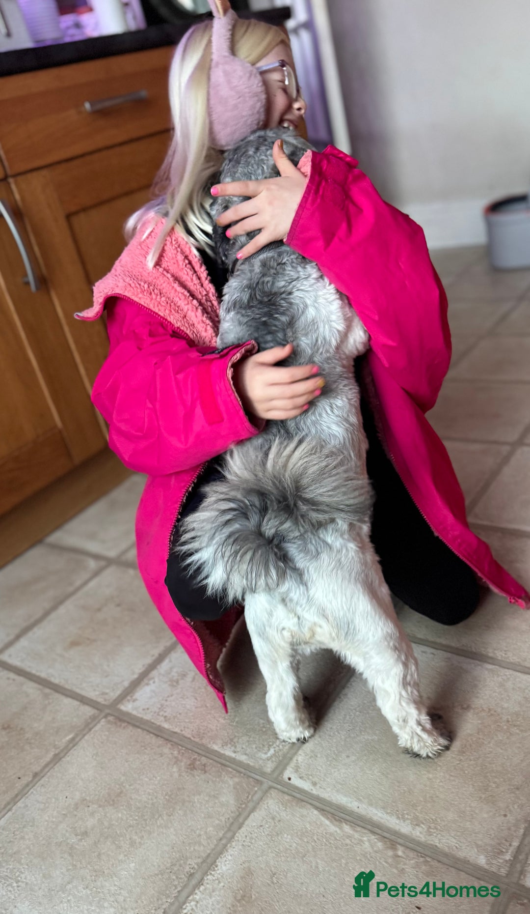 Lhasa Apso dogs for sale: Beautiful kc reg male  - Image 2