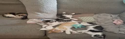 Mixed Breed cats for sale: Stunning bi-colour kittens in Ipswich - Advert 13