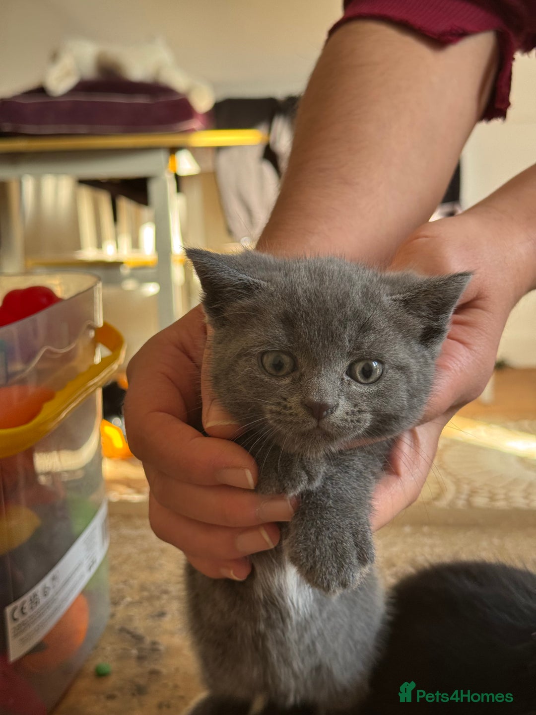 British Shorthair cats for sale: It’s a British short hair  - Image 16