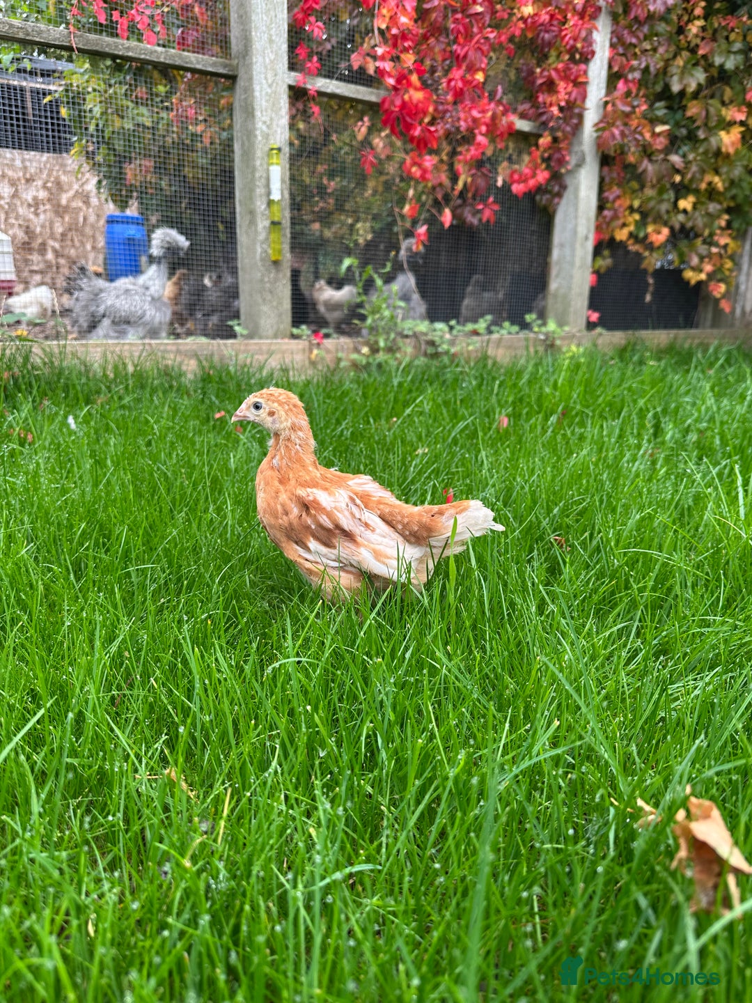 Chickens poultry for sale: Young hybrid hens  - Image 2