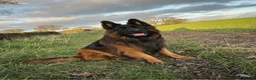 German Shepherd dogs for stud: Long hair KC registered Stud - Advert 2