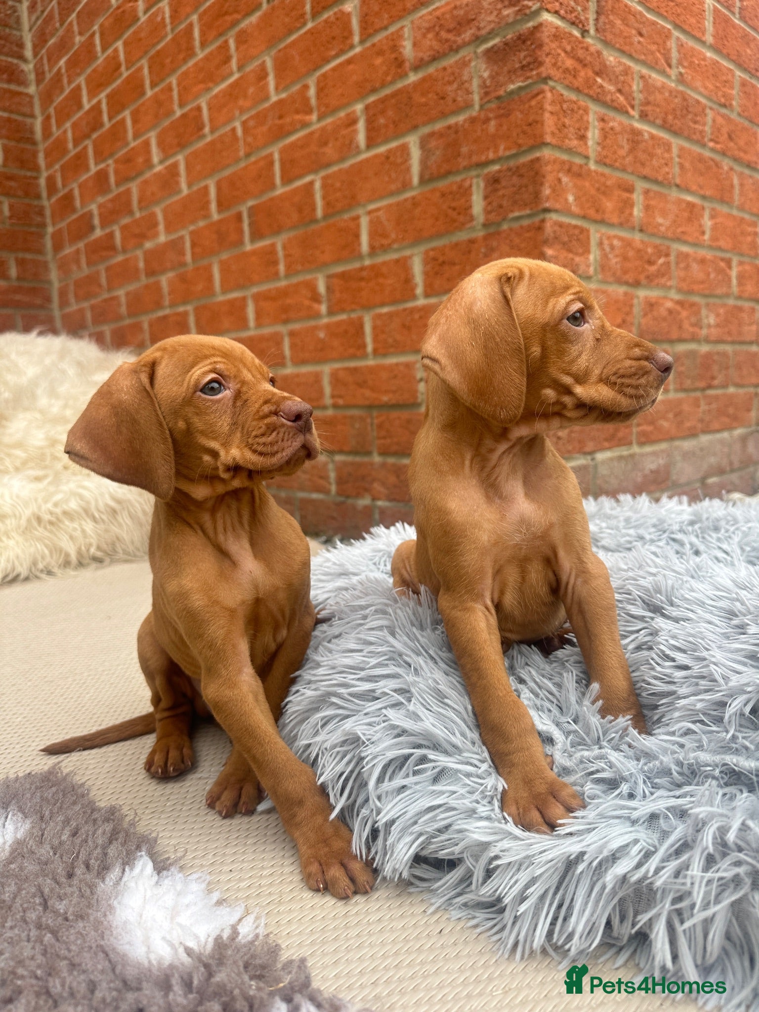 Hungarian Vizsla dogs KC registered Hungarian Vizsla puppies - Advert 5