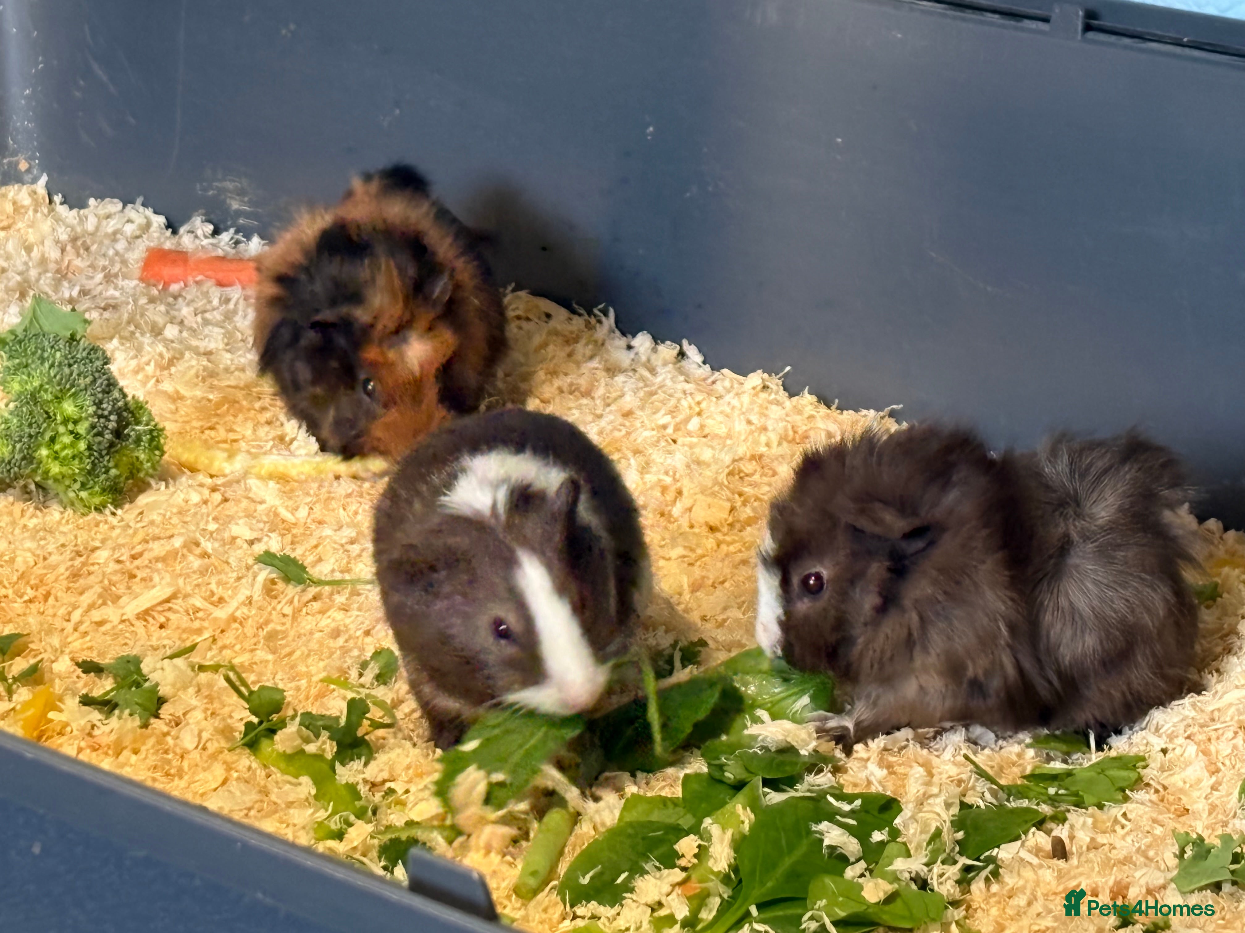 Guinea Pig rodents Baby Guinea Pigs  - Advert 3