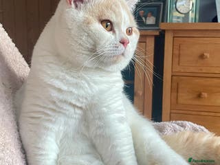 British Shorthair cats For stud only in Manningtree - Advert 6