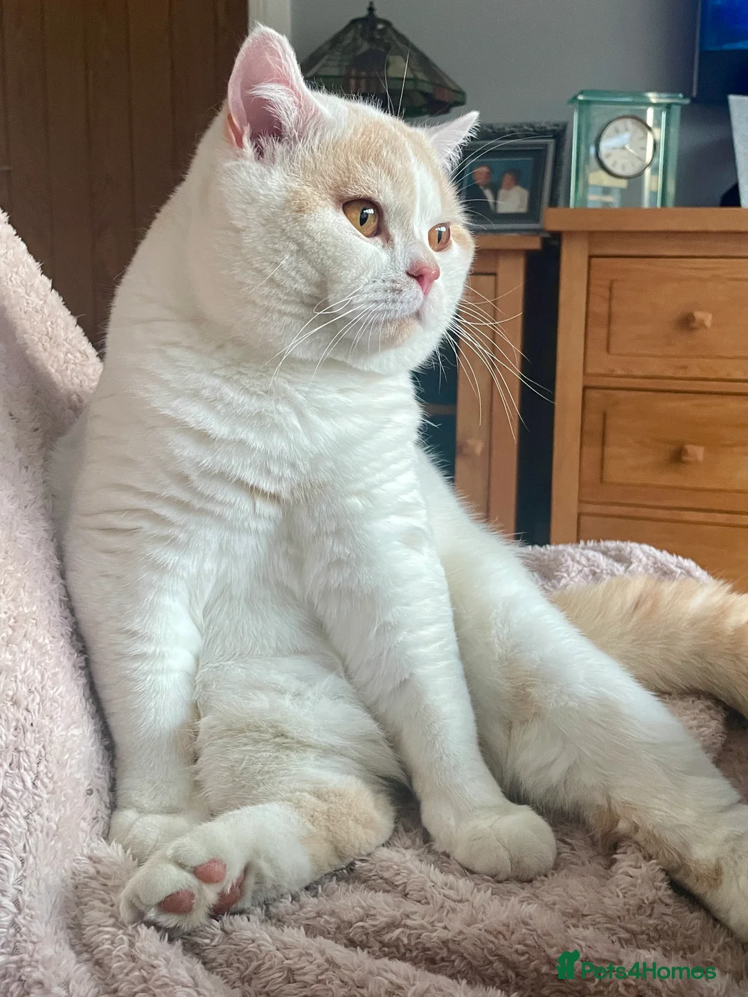 British Shorthair cats for stud: For stud only  in Manningtree - Advert 1