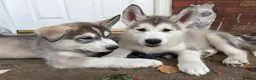 Utonagan dogs for sale: READY TO LEAVE. 3 stunning husky/malamute puppies - Advert 6