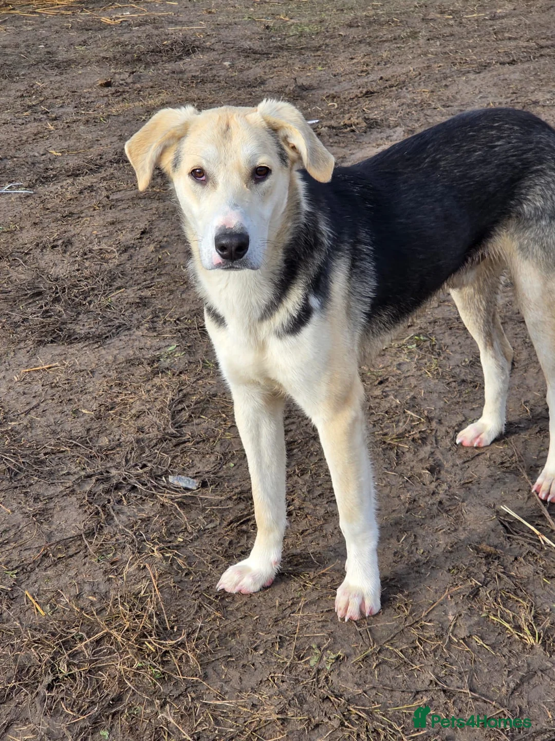 Mixed Breed dogs for adoption: 🐾💛 RICKY – A Handsome Boy for a Loving Home 💛🐾 - Advert 1