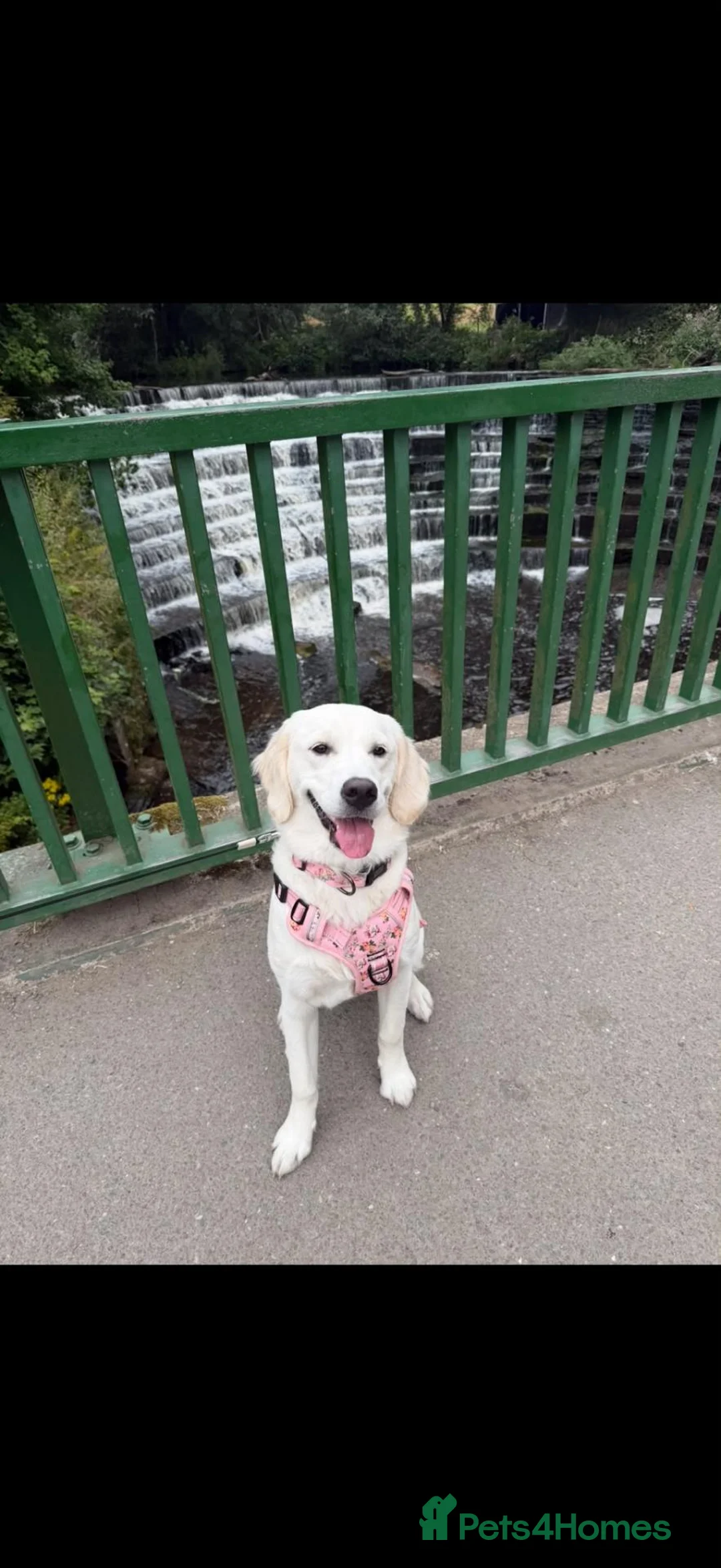 Golden Retriever dogs for sale: 💛 Mabel is looking for a very special new home in Stockport - Advert 4