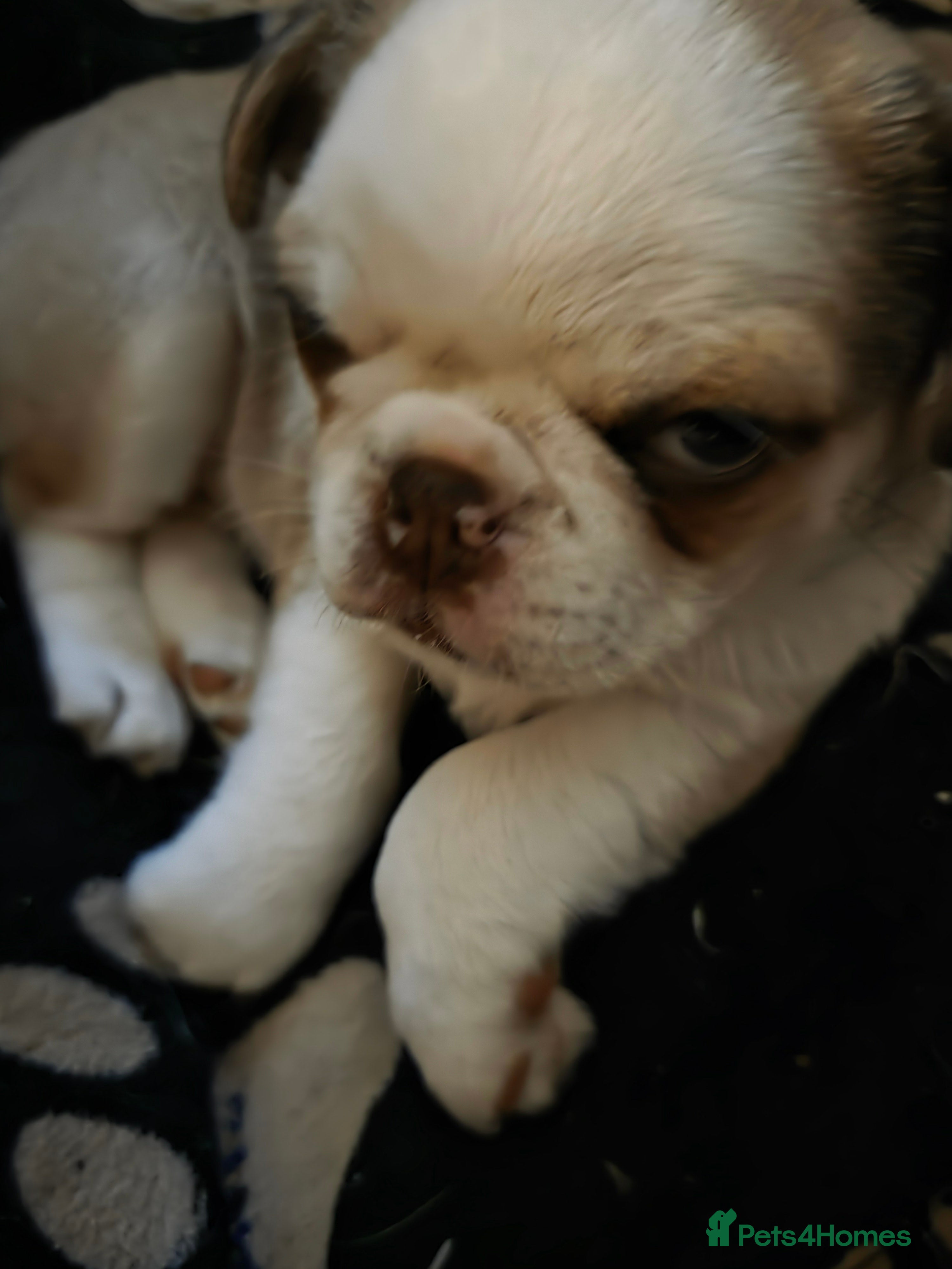 Pug dogs Kc registered boy and girl left ready now  - Advert 5