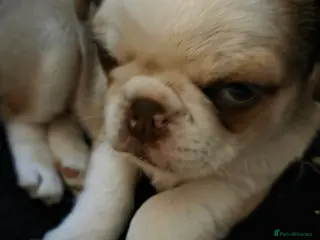 Pug dogs Kc registered boy and girl left ready now - Advert 5