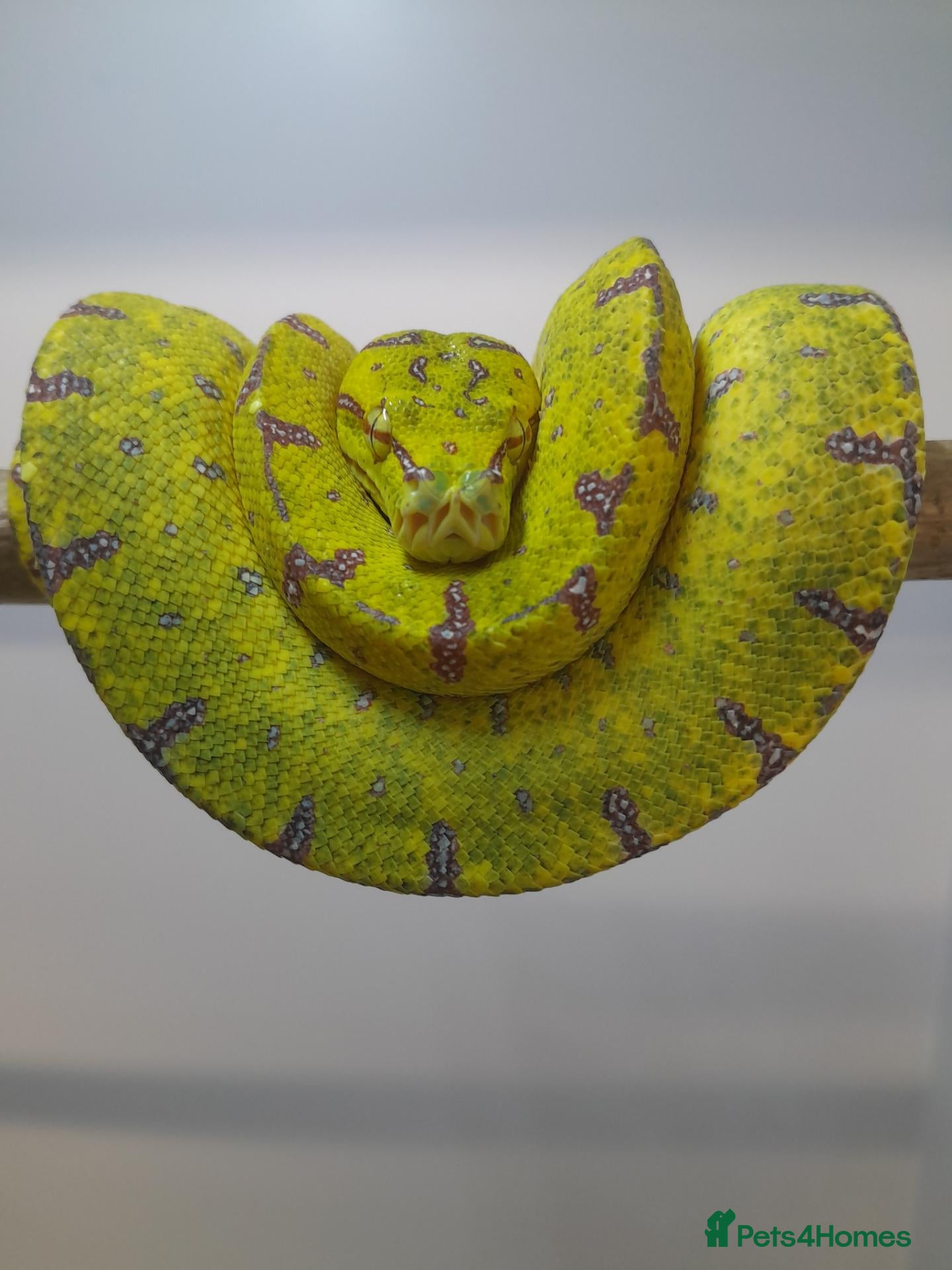 Python Snake reptiles Green tree pythons ukcb26 - Advert 2