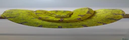 Python Snake reptiles for sale: Green tree pythons ukcb26 in Beccles - Advert 1