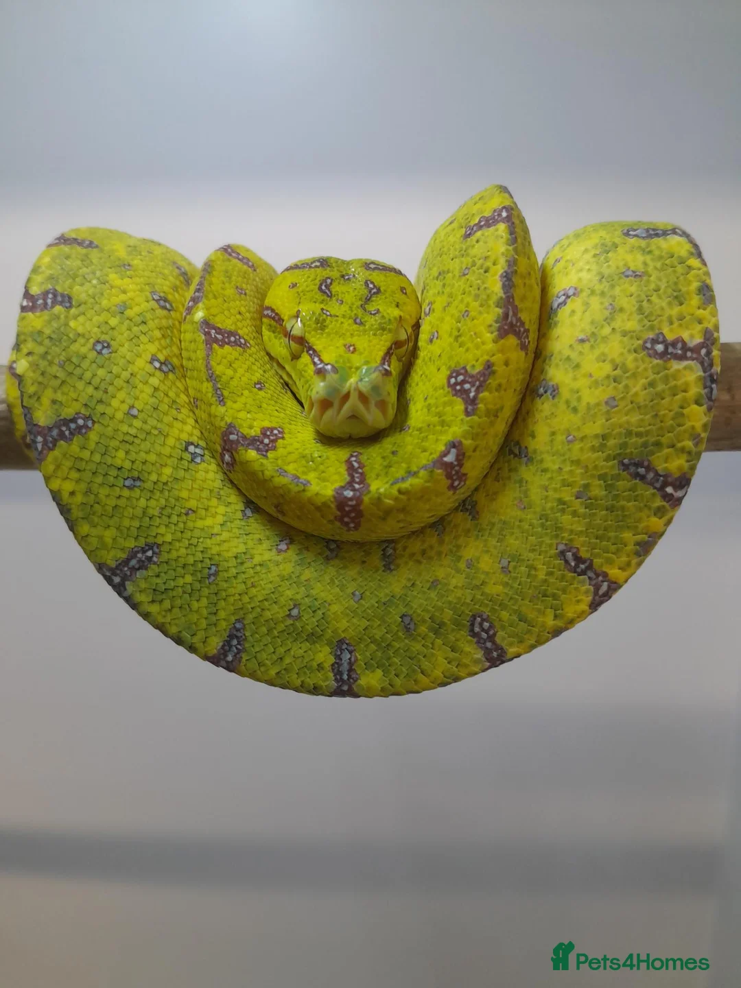 Python Snake reptiles for sale: Green tree pythons ukcb26 in Beccles - Advert 1