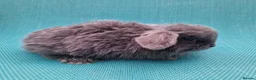 Mini Lop rabbits for sale: Baby male mini lops - Advert 6