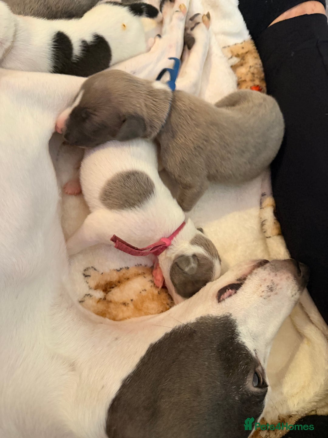 Whippet dogs for sale: Whippets  - Advert 5