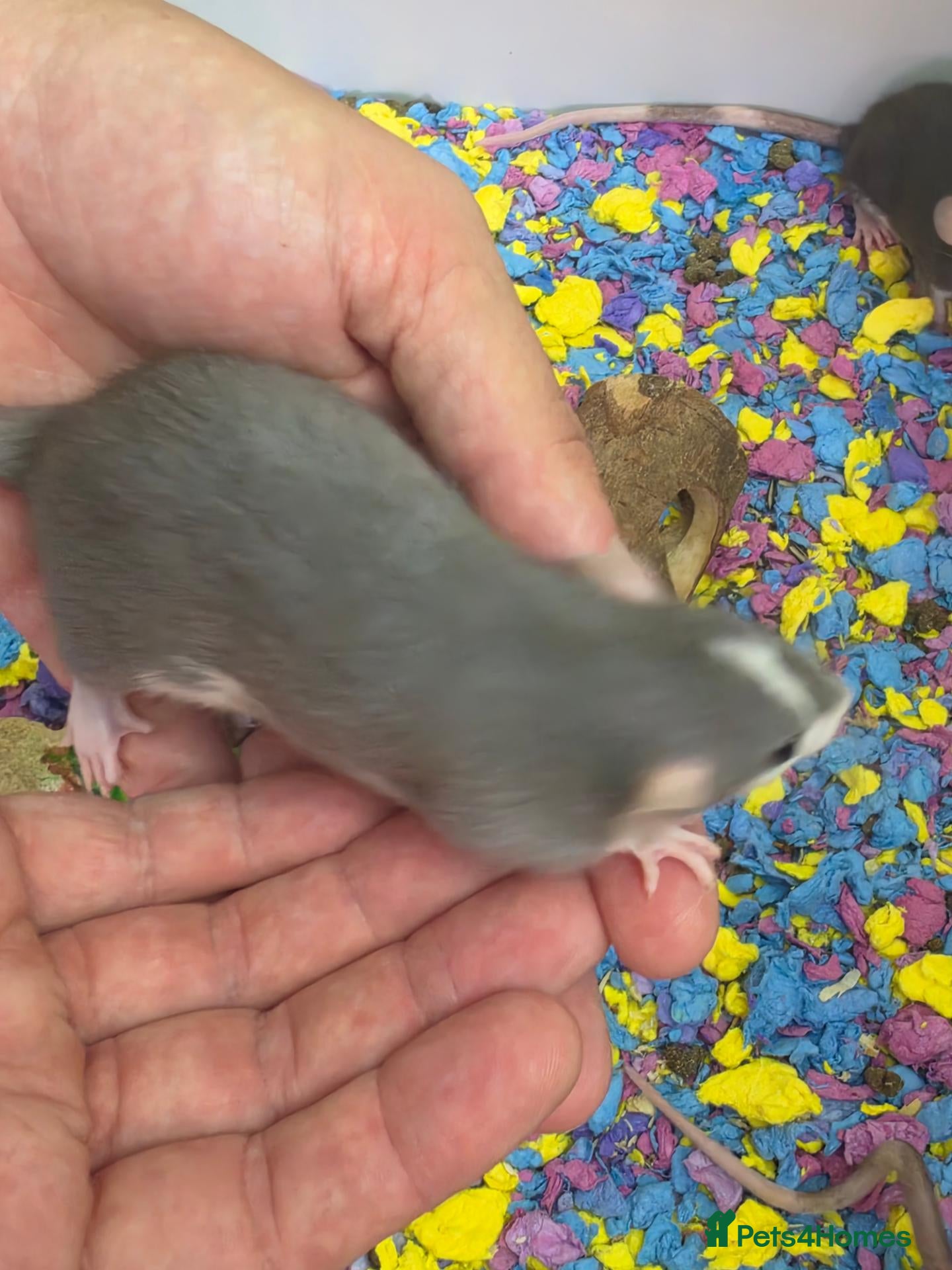 Rat rodents Adorable baby female rats - Advert 2