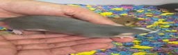 Rat rodents for sale: Adorable baby female rats - Advert 2
