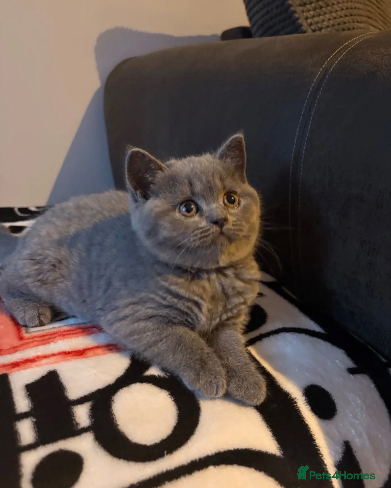 British Shorthair cats Ready Now! Beautiful BSH Blue girl left! - Advert 13
