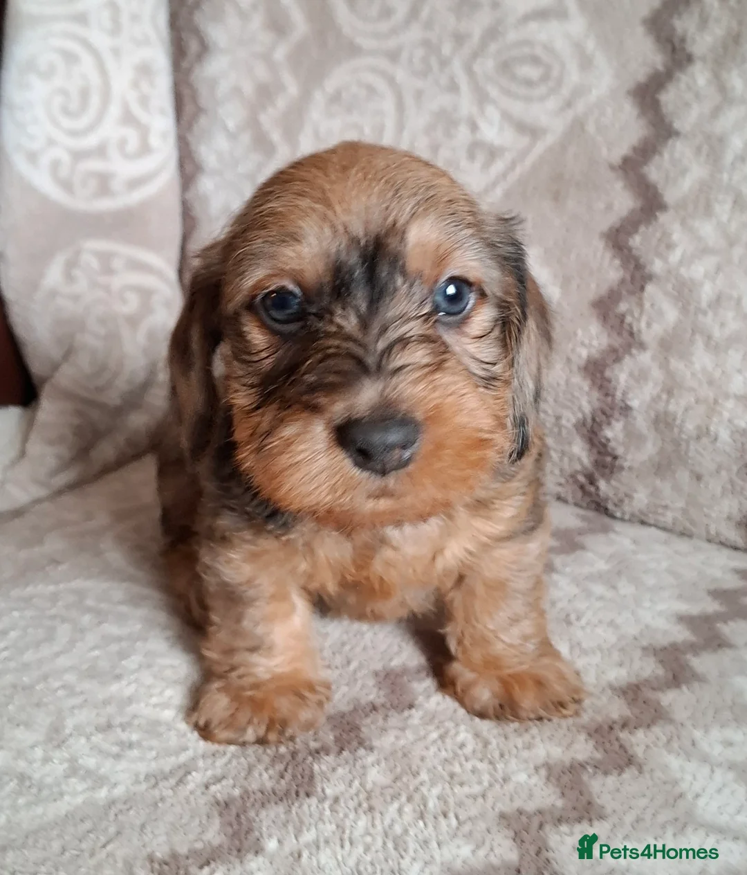 Miniature Dachshund dogs for sale: New Year's Day KC Mini-Wire Dachsunds - Advert 7