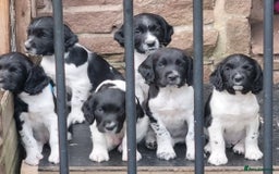 English Springer Spaniel dogs for sale: springer spaniel puppies - Image 1