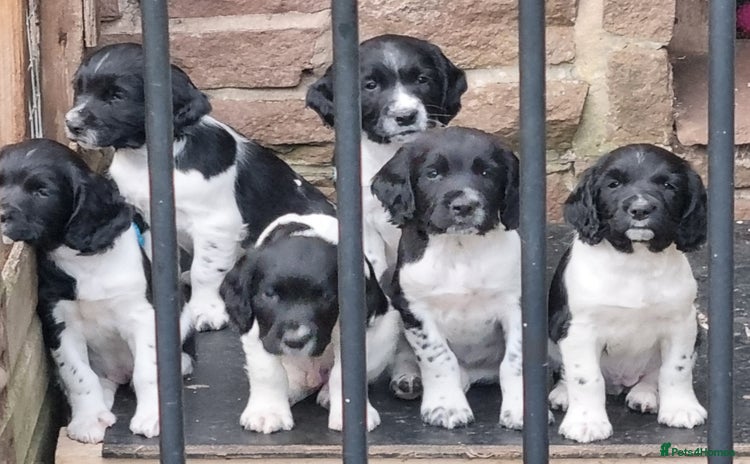 English Springer Spaniel dogs - Advert 6