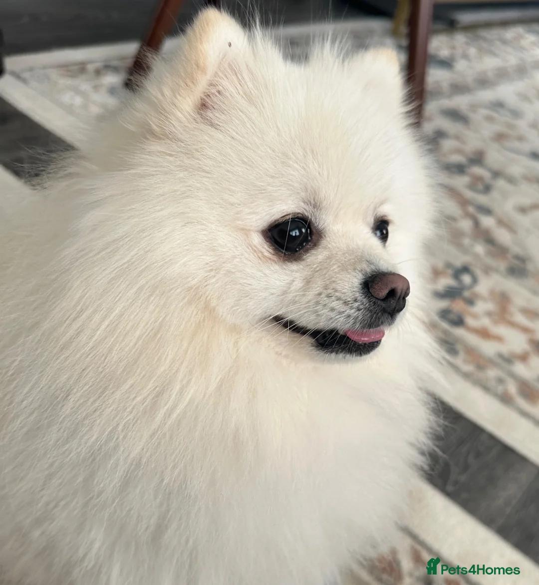 Pomeranian dogs for stud: White Pomeranian Male Available for Stud - Advert 5