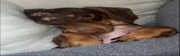Miniature Dachshund dogs for sale: 👑⭐️Quality KC Miniature Dachshunds⭐️👑 - Advert 6