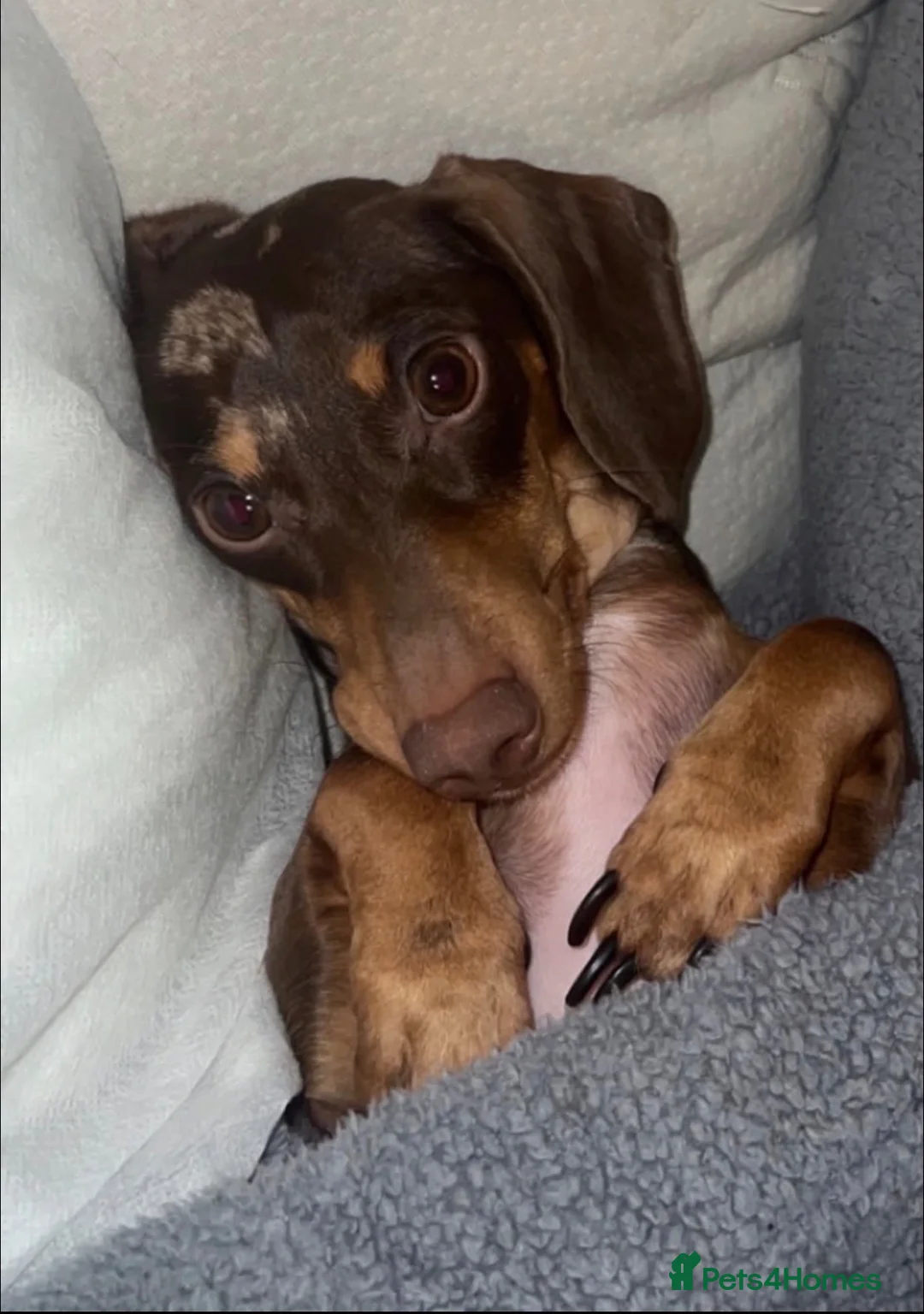 Miniature Dachshund dogs for sale: 👑⭐️Quality KC Miniature Dachshunds⭐️👑 - Advert 6