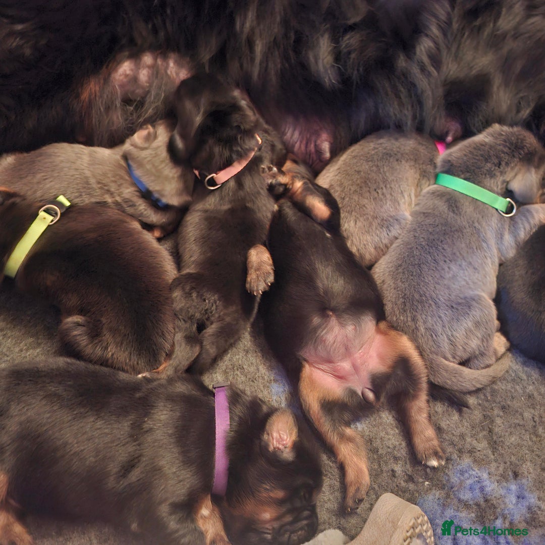 Tibetan Mastiff dogs for sale: Tibetan Mastiff - Advert 1