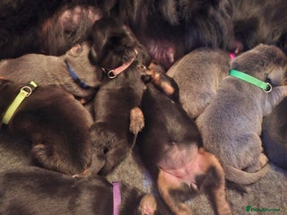 Tibetan Mastiff dogs Tibetan Mastiff - Advert 1