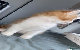 Ragdoll cats for sale: Ragdoll Kittens - Image 9