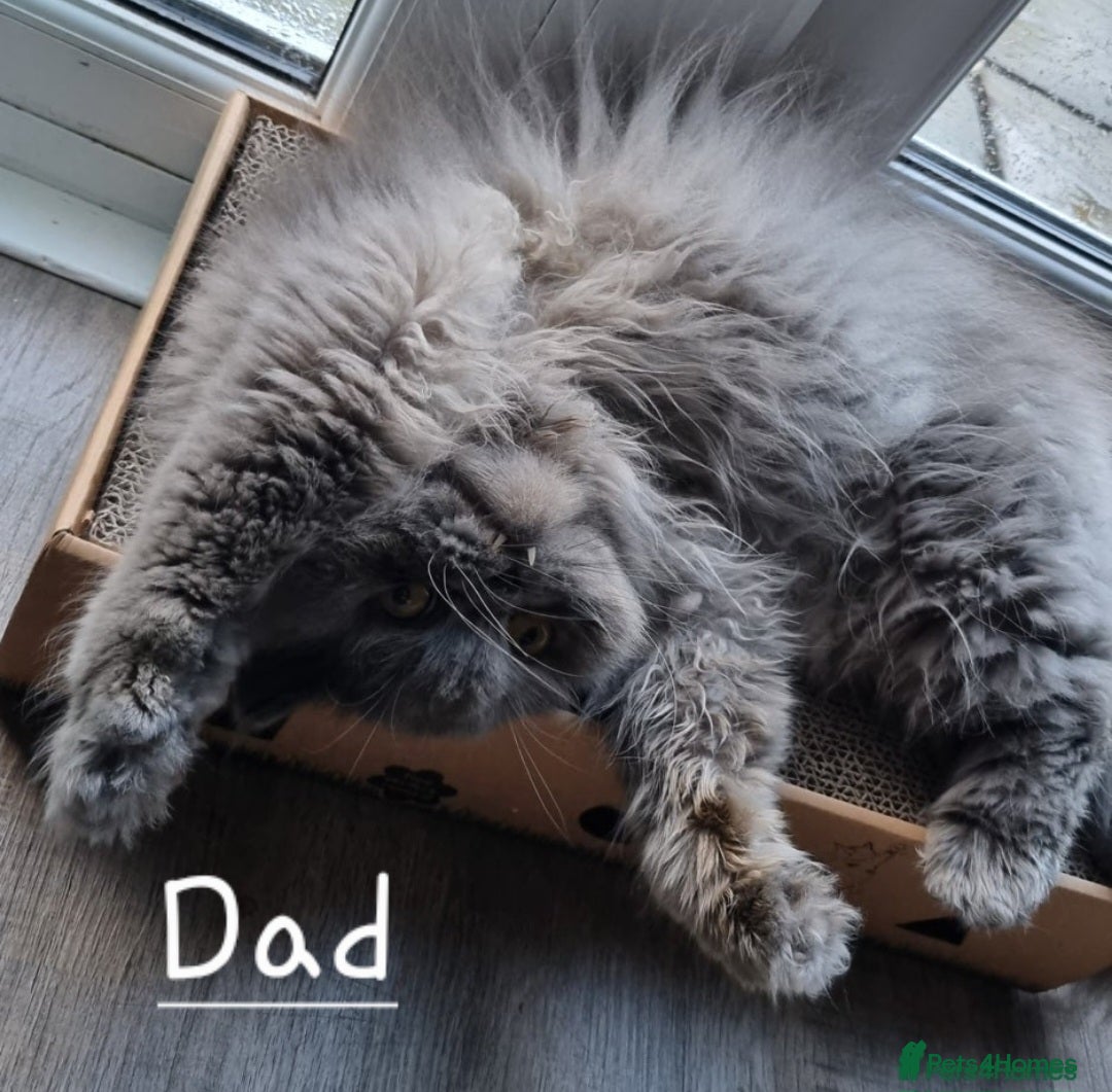 Persian cats for sale: Blue litter due in a few days time - Image 7