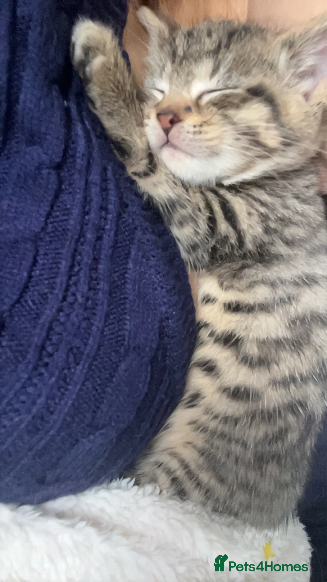 Mixed Breed cats for sale: 4 pretty kittens - Advert 5