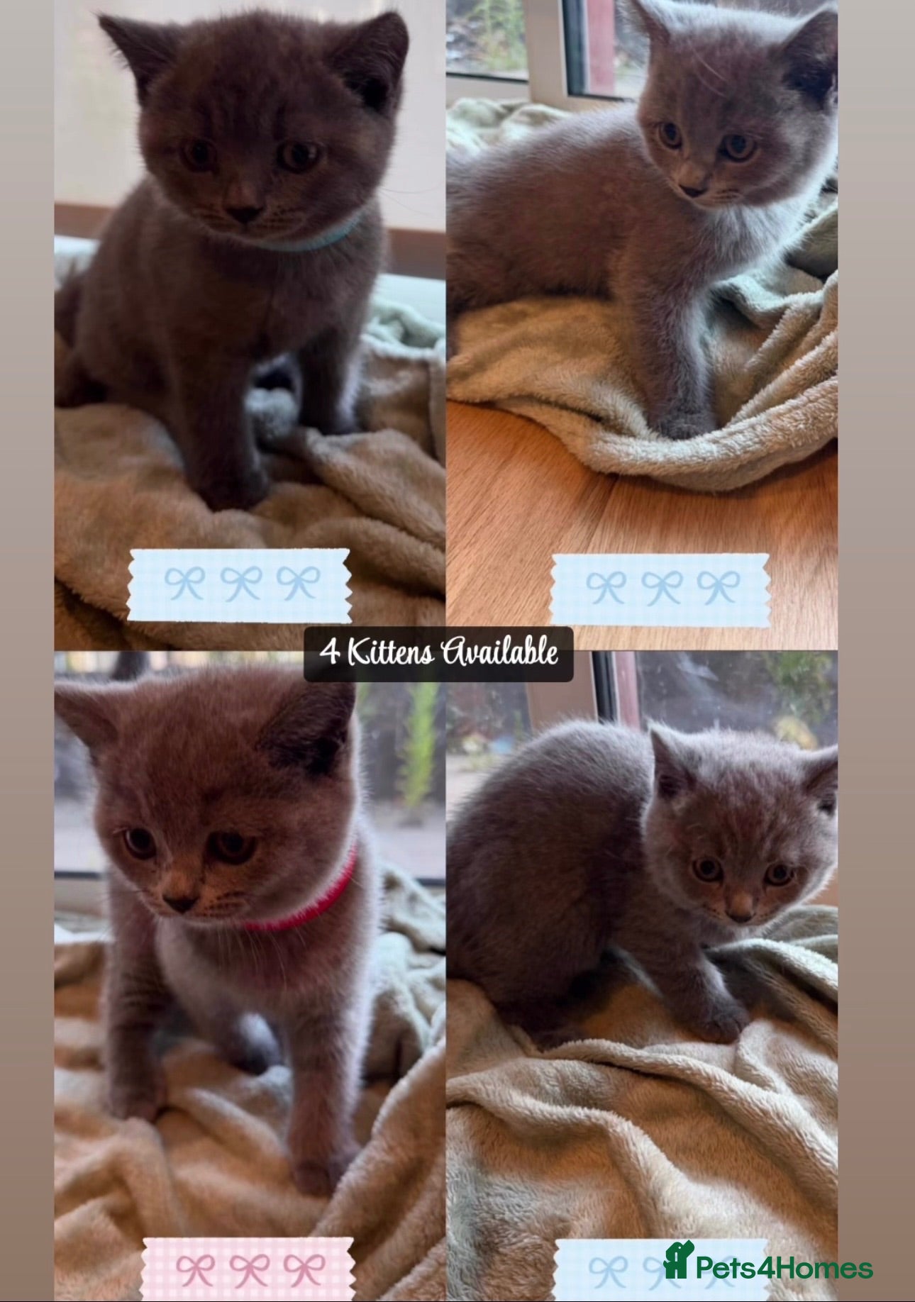 British Shorthair cats Adorable Purebred British Shorthair Kittens - 9wks - Advert 17
