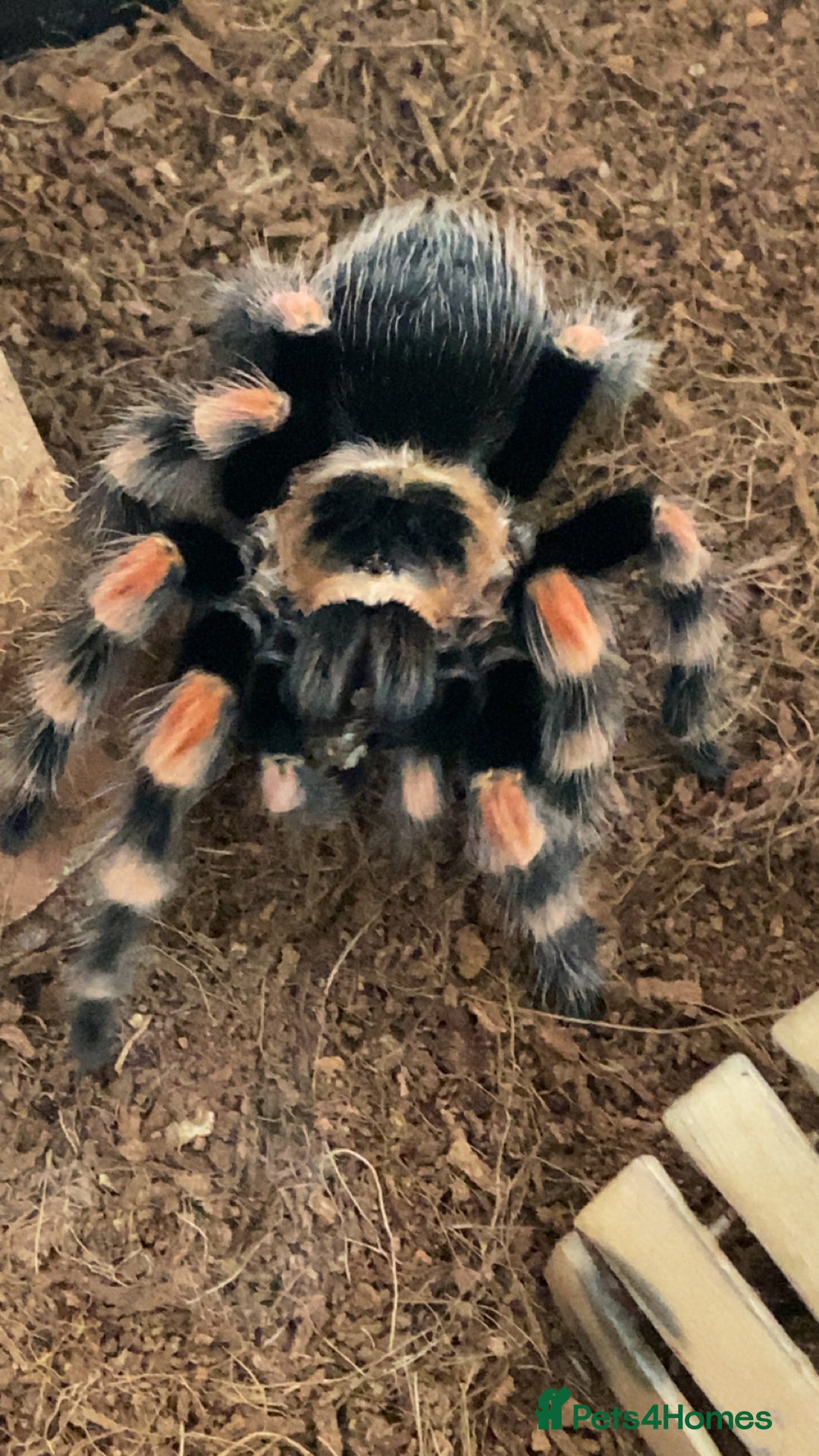 Gallery Image {{count}}