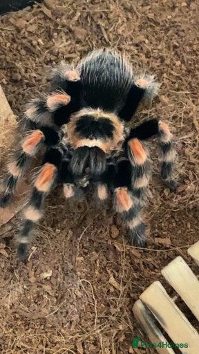 Gallery Image {{count}}